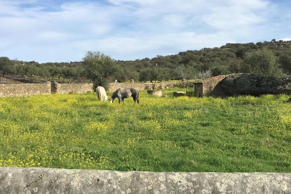 Casa - Apartamento Rural La Tahona Del Abuelo Plasenzuela Zewnętrze zdjęcie
